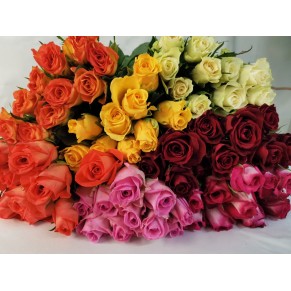  ТРОЯНДА КЕНІЯ 60 СМ