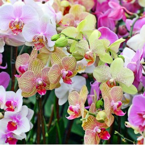 Орхідея Фаленопсис