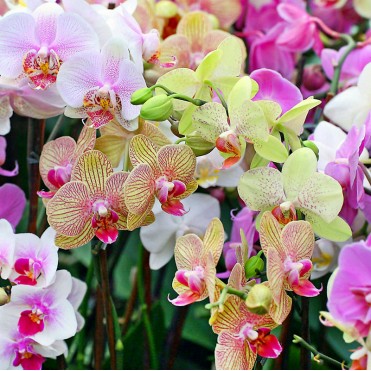 Орхідея Фаленопсис