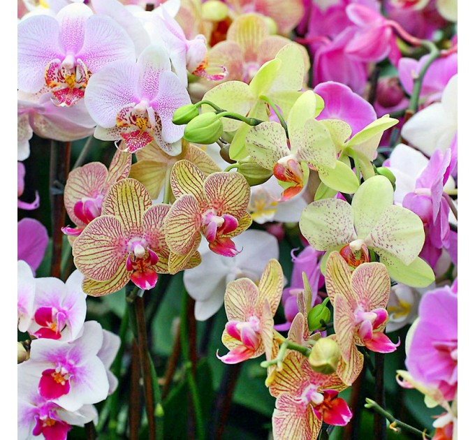 Орхидея Фаленопсис