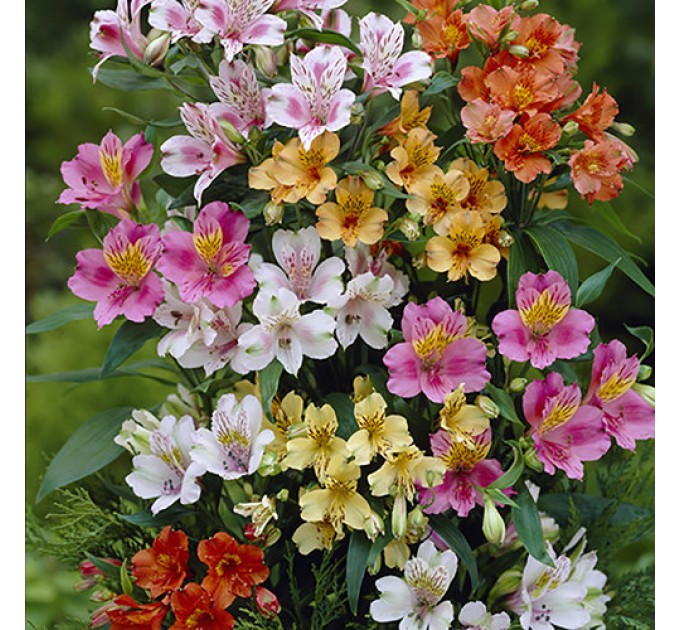 Альстромерия