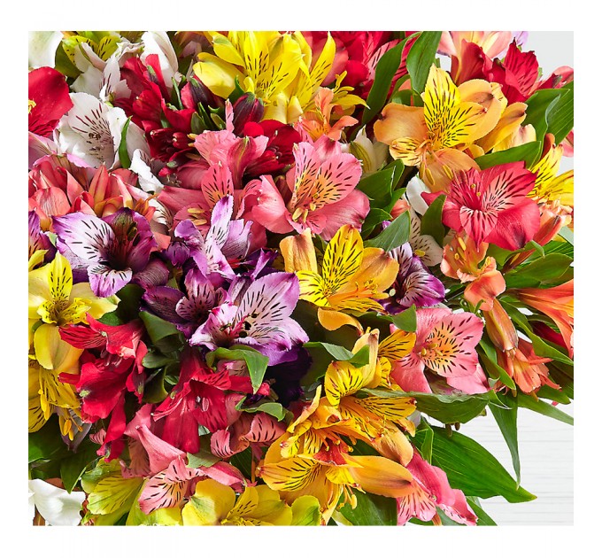 Альстромерия