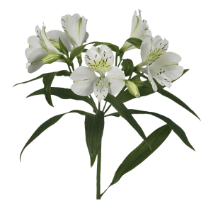 Альстромерія Альстромерія