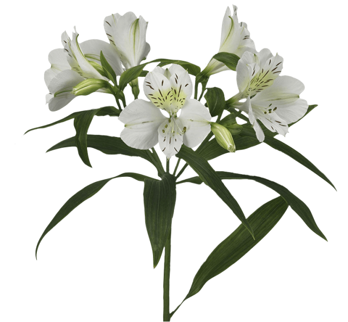 Альстромерия