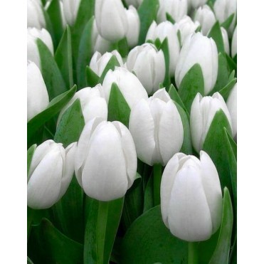 Голландський Тюльпан Antarctica білий Голландський Тюльпан Antarctica білий