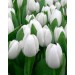 Голландський Тюльпан Antarctica білий