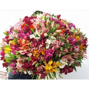 101 альстромерія мікс