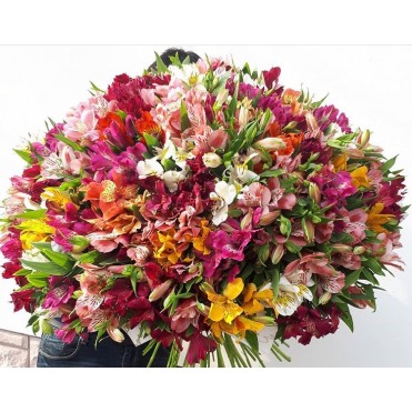 101 альстромерія мікс