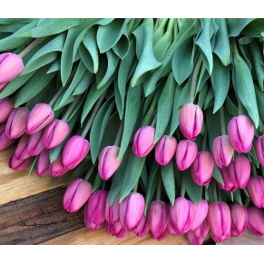 Голландський Тюльпан Barcelona фіолетово-рожевий