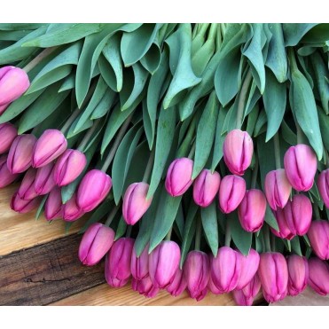 Голландський Тюльпан Barcelona фіолетово-рожевий