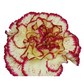 Гвоздика в ассортименте Гвоздика в ассортименте