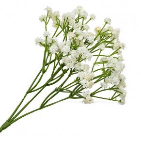 Гіпсофіла біла Гілка Гіпсофіла біла Гілка