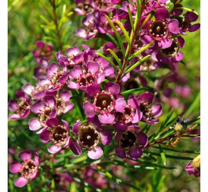 Хамелаціум