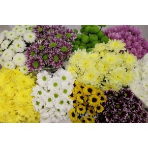 Хризантема, хризантема різнокольорова Хризантема, хризантема різнокольорова
