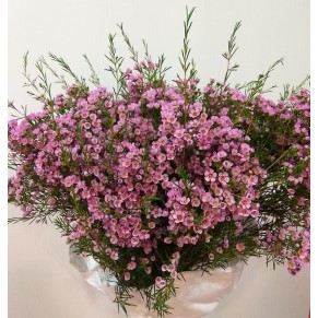 Хамелаціум