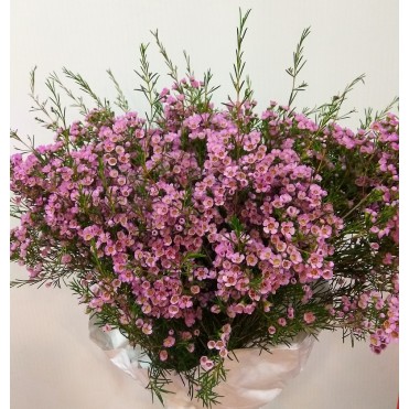 Хамелаціум