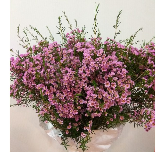 Хамелаціум