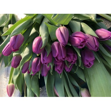 Голландський Тюльпан Purpool Fleck фіолетовий