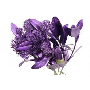 Скімія Скімія