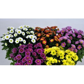 Хризантема, хризантема різнокольорова Хризантема, хризантема різнокольорова