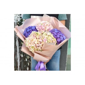 5 гортензії в асортименті