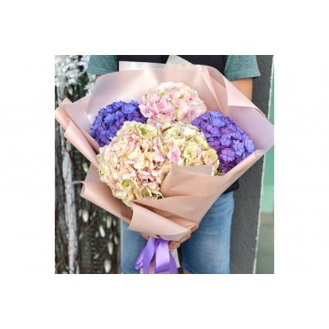 5 гортензії в асортименті