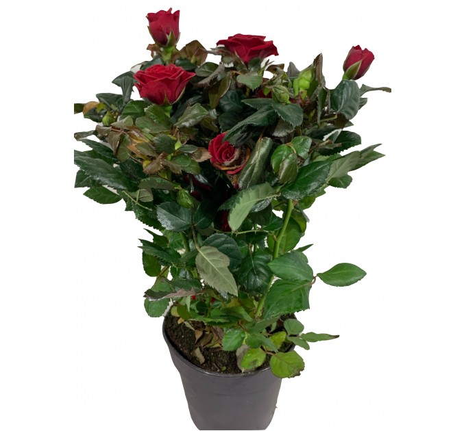 Троянда велика