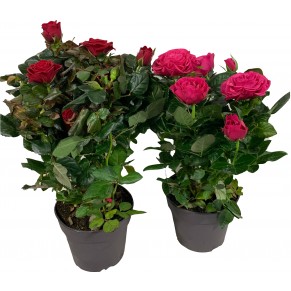 Роза большая