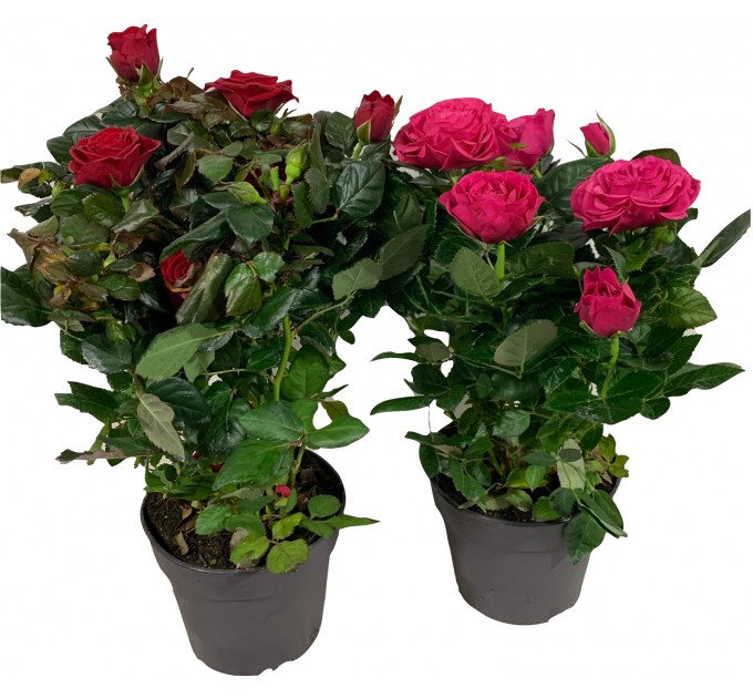 Троянда велика