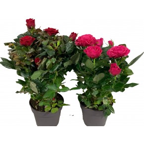 Троянда велика