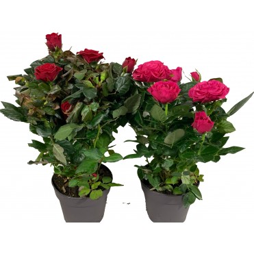 Троянда велика