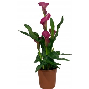 Калі в горщику