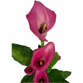 Калы в горшке