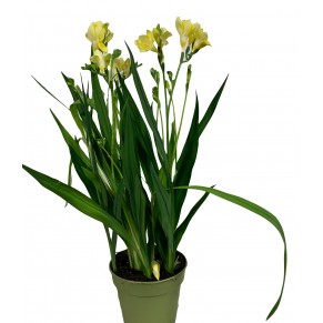 Фрезія в горщику