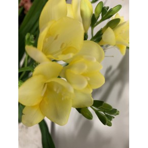 Фрезия в горшке