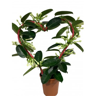 Стефанотис в горшке