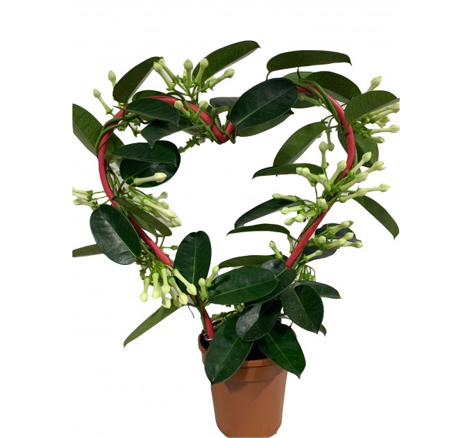 Стефанотис в горшке