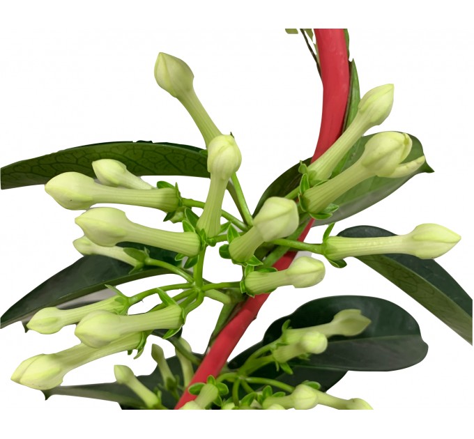 Стефанотис в горшке