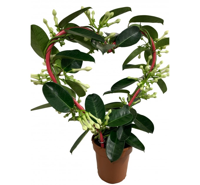 Стефанотис в горшке