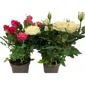 Роза маленькая