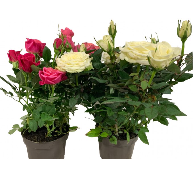 Троянда маленька