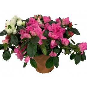 Азалія в горщику