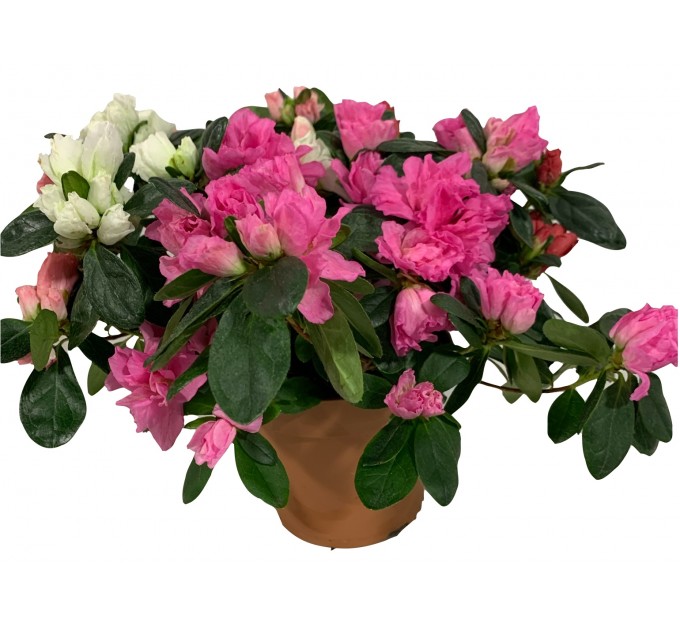 Азалія в горщику