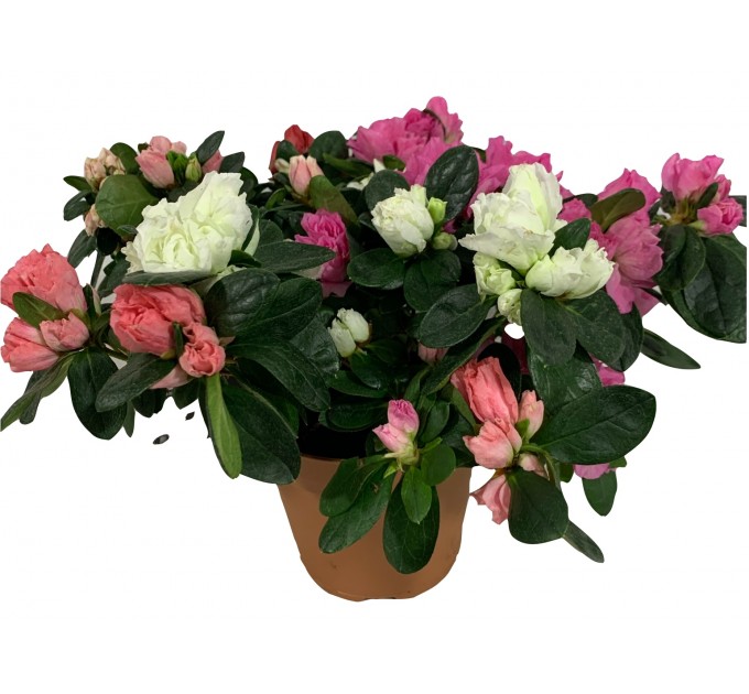 Азалія в горщику