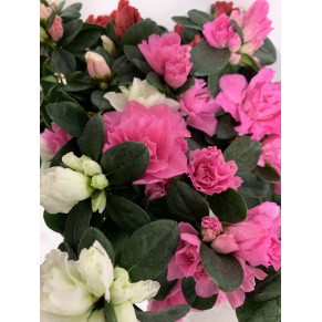 Азалия в горшке