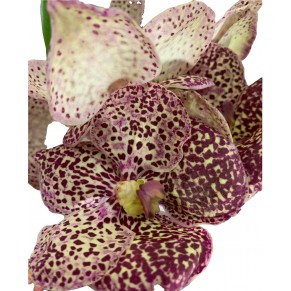 Орхидея Ванда