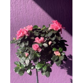 Азалия Штамб