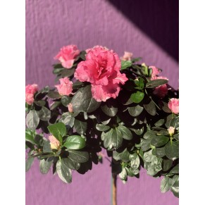 Азалія Штамб