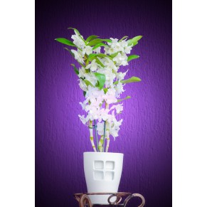 Дендробіум