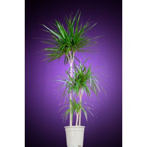 Драцена большая